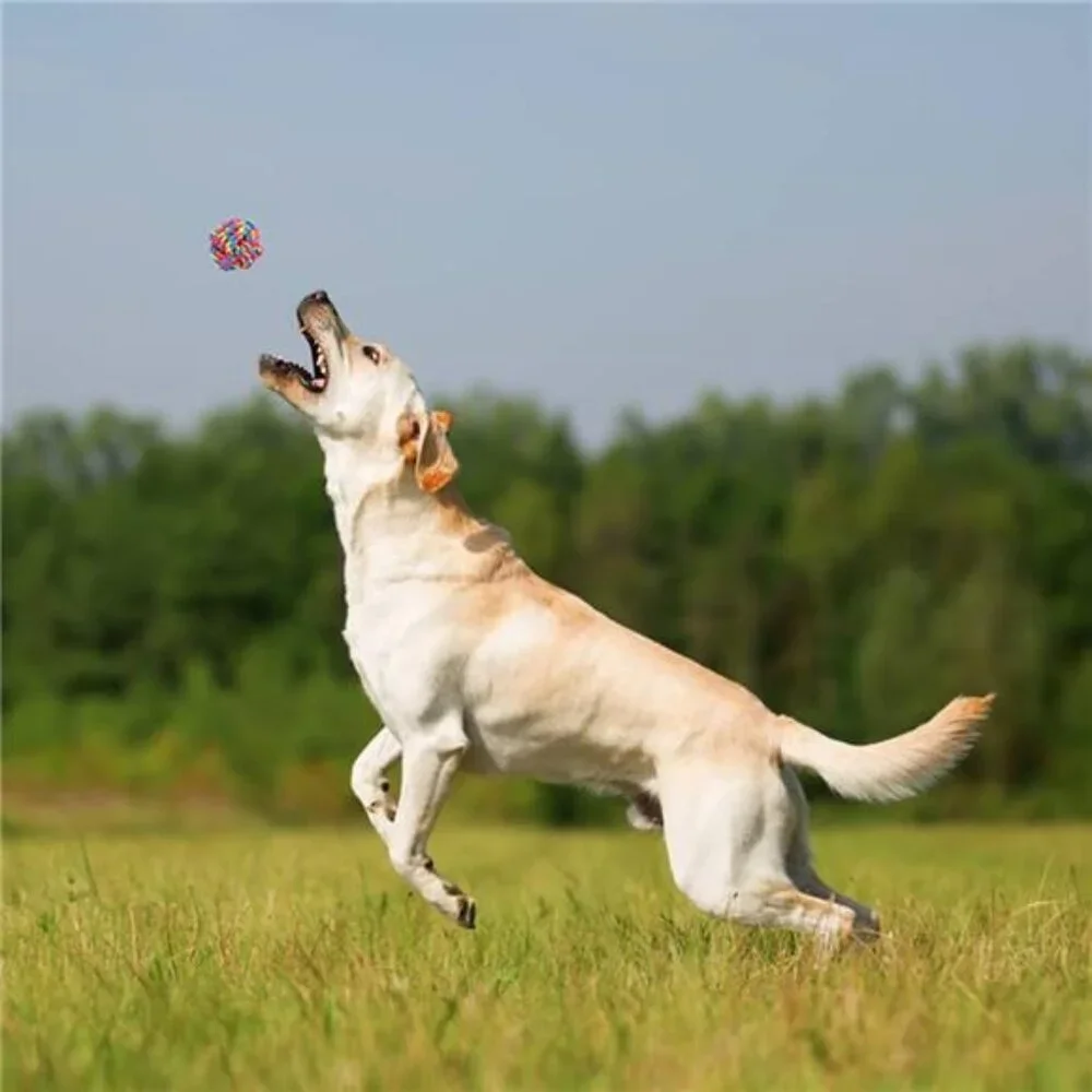 Pet Dog Chew Toys for Chewers, 8 pack Interactive Washable